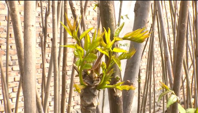 新闻致富种植香椿树视频_香椿种植致富新闻_新闻致富种植香椿视频