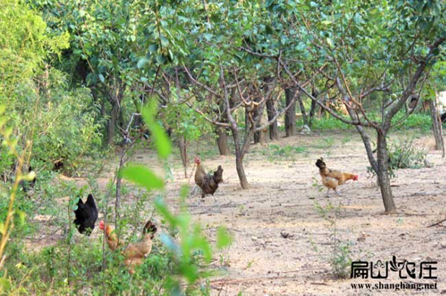 贵州林下土鸡养殖