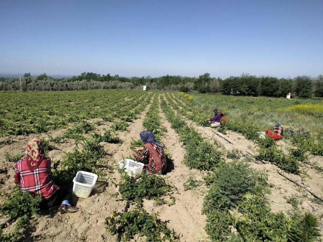 【决战决胜脱贫攻坚】栽下金银花 铺就致富路