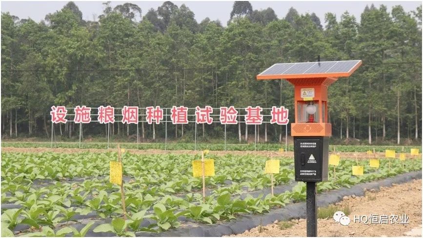 烟草种植_烟草种植视频技术_农村种植烟草技术