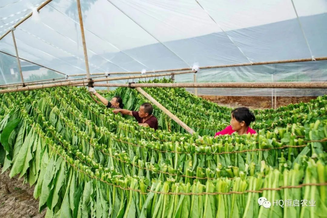 烟草种植_烟草种植视频技术_农村种植烟草技术