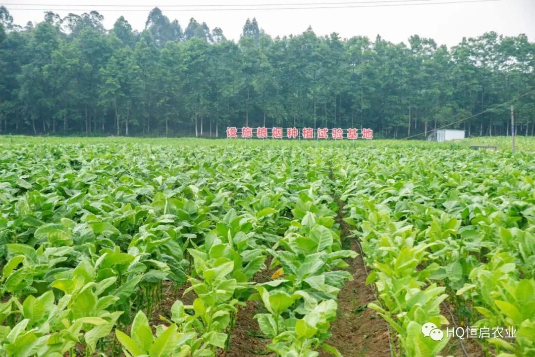 烟草种植视频技术_烟草种植_农村种植烟草技术