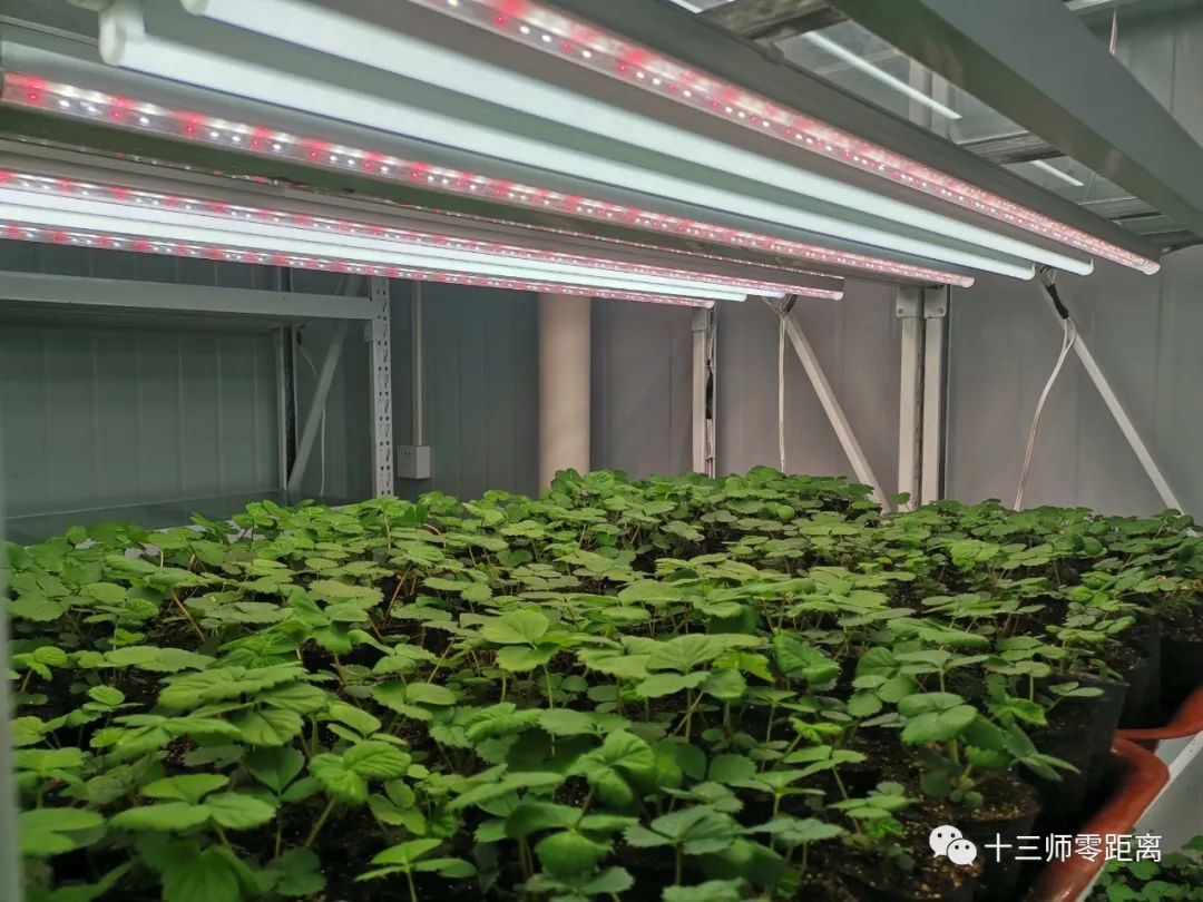 香椿种植致富新闻_新闻致富种植香椿视频_新闻致富种植香椿树视频