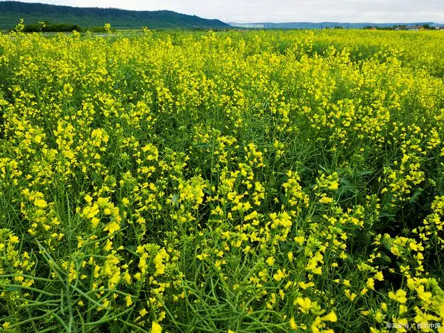 油菜种植技术和管理，油菜种植的5大误区，你中招了吗？