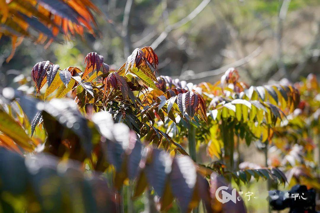 香椿种植致富新闻_种植香椿的前景_致富经香椿种植视频