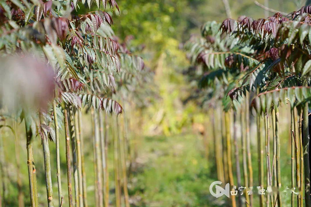 种植香椿的前景_致富经香椿种植视频_香椿种植致富新闻