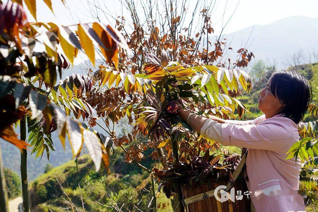 致富经香椿种植视频_种植香椿的前景_香椿种植致富新闻