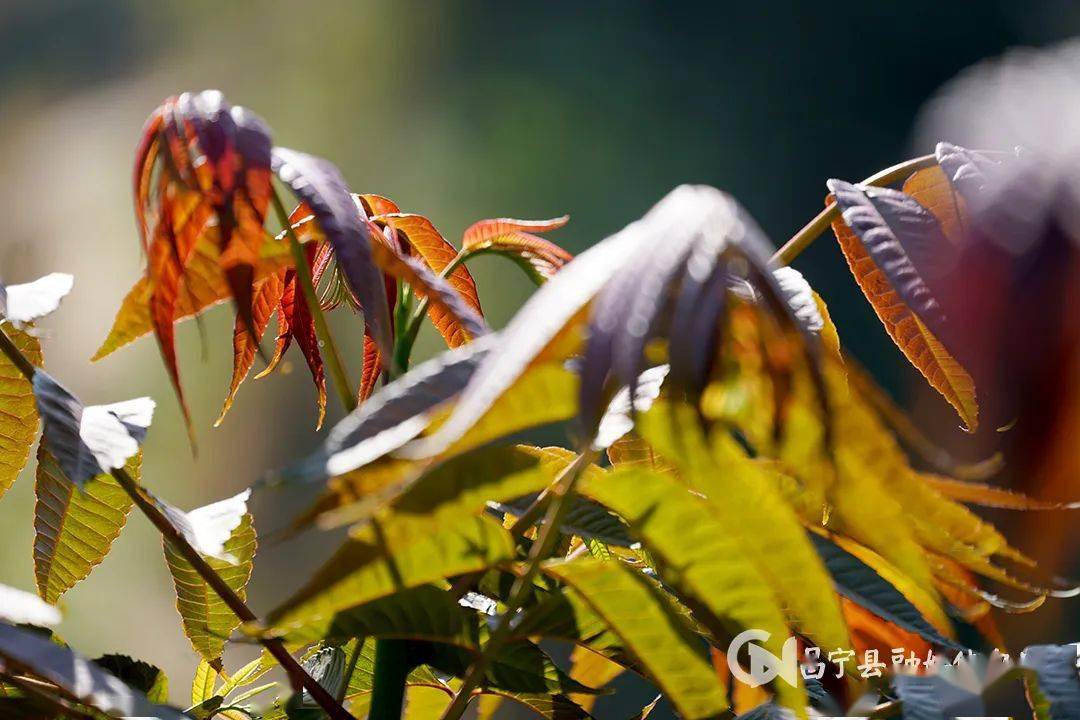 种植香椿的前景_致富经香椿种植视频_香椿种植致富新闻