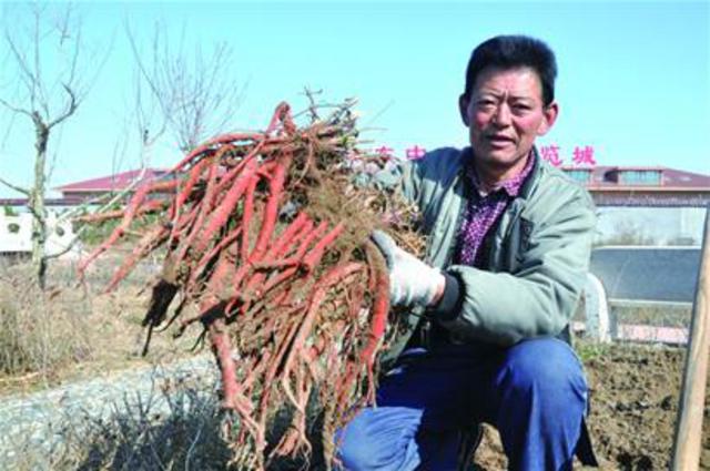 种植药中草丹参技术视频_中草药丹参种植技术_中药丹参的种植方法