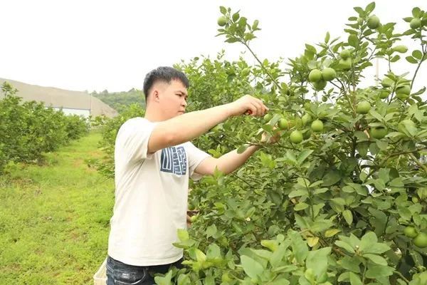 致富养殖绵羊故事视频_致富养殖绵羊故事大全_绵羊养殖致富故事