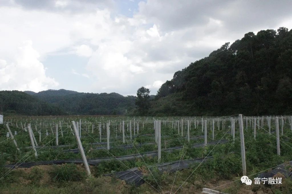 种草 致富经南疆_致富经新疆_致富田园新疆