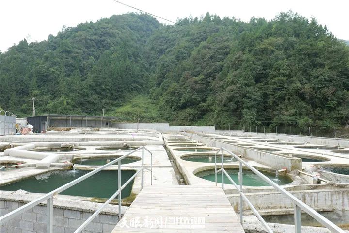 养殖致富鲟鱼视频_视频致富养殖鲟鱼_视频致富养殖鲟鱼是真的吗