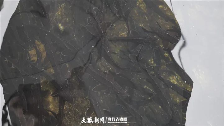 视频致富养殖鲟鱼_养殖致富鲟鱼视频_视频致富养殖鲟鱼是真的吗