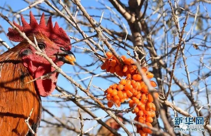 种草 致富经南疆_致富经新疆_一亩地种草能养牛