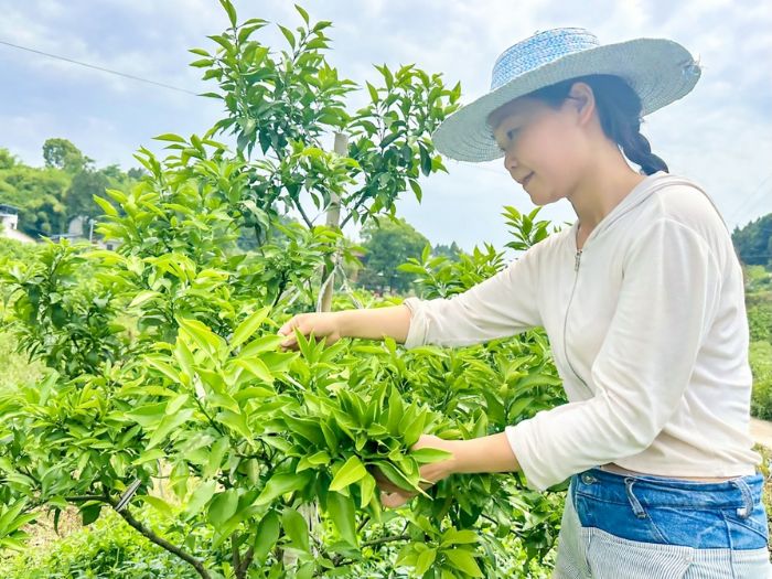 种植致富歌_种植致富宝典_种植致富经视频