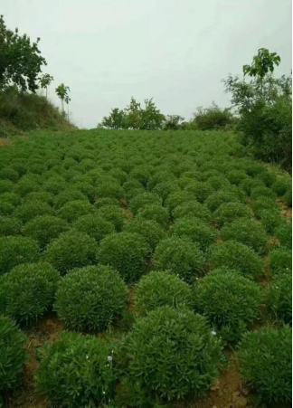 田园之花香飘天下，养心菜种植项目帮农致富，助推乡村振兴