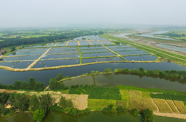 淡水养殖项目品种 淡水养殖什么赚钱