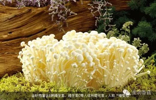 菇类种植技术视频_双孢菇全年种植技术_菌菇种植包