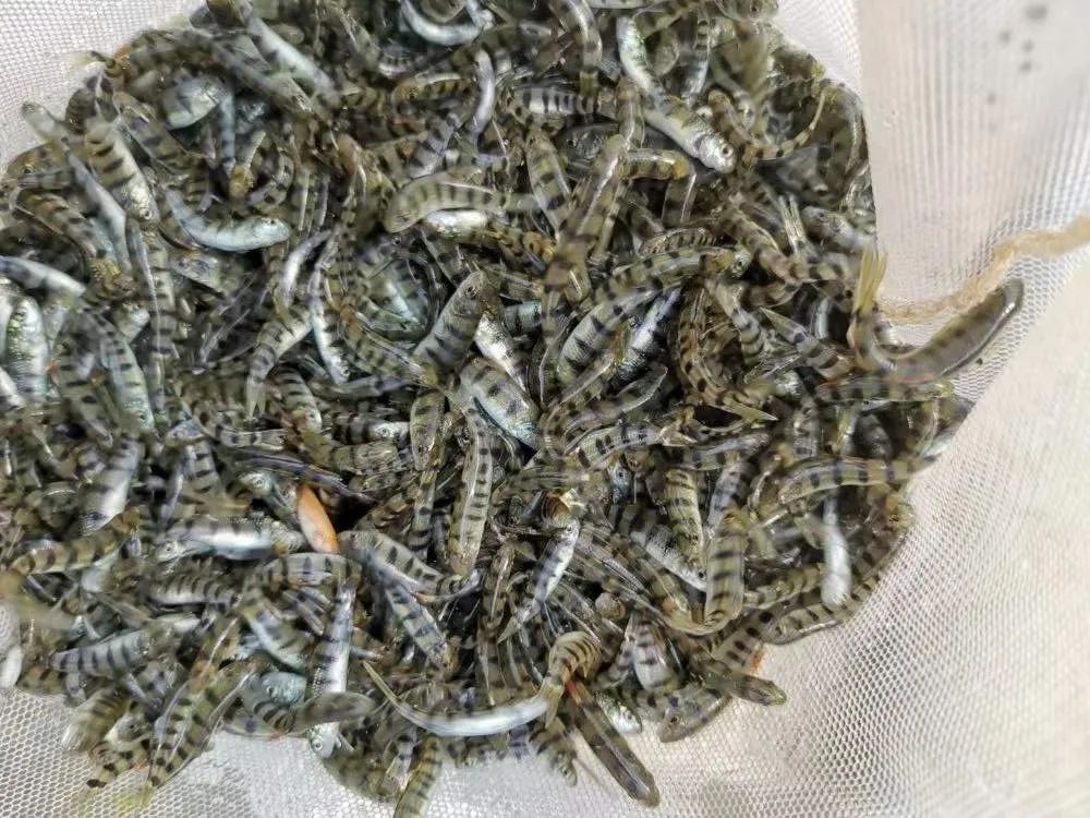 老鼠斑人工养殖_老鼠斑技术养殖_斑老鼠养殖技术视频