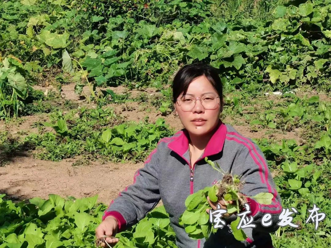 立体高效种植技术_立体种植致富技术_致富立体种植技术是什么