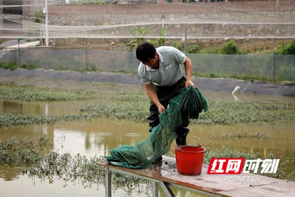 圆鳅养殖致富_致富养殖圆鳅怎么样_致富养殖圆鳅图片