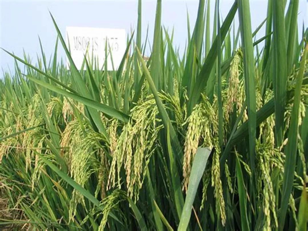 香蕉种子种植技术视频_香蕉种子种植技术_香蕉种子种植技术要点