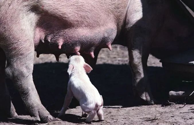 山羊养殖奶肉技术要求_奶肉山羊养殖技术_奶山羊饲养