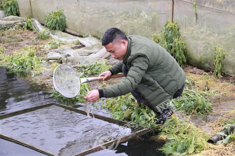 致富经倔强的老头养蛙_致富经倔强的老头养蛙_致富经倔强的老头养蛙