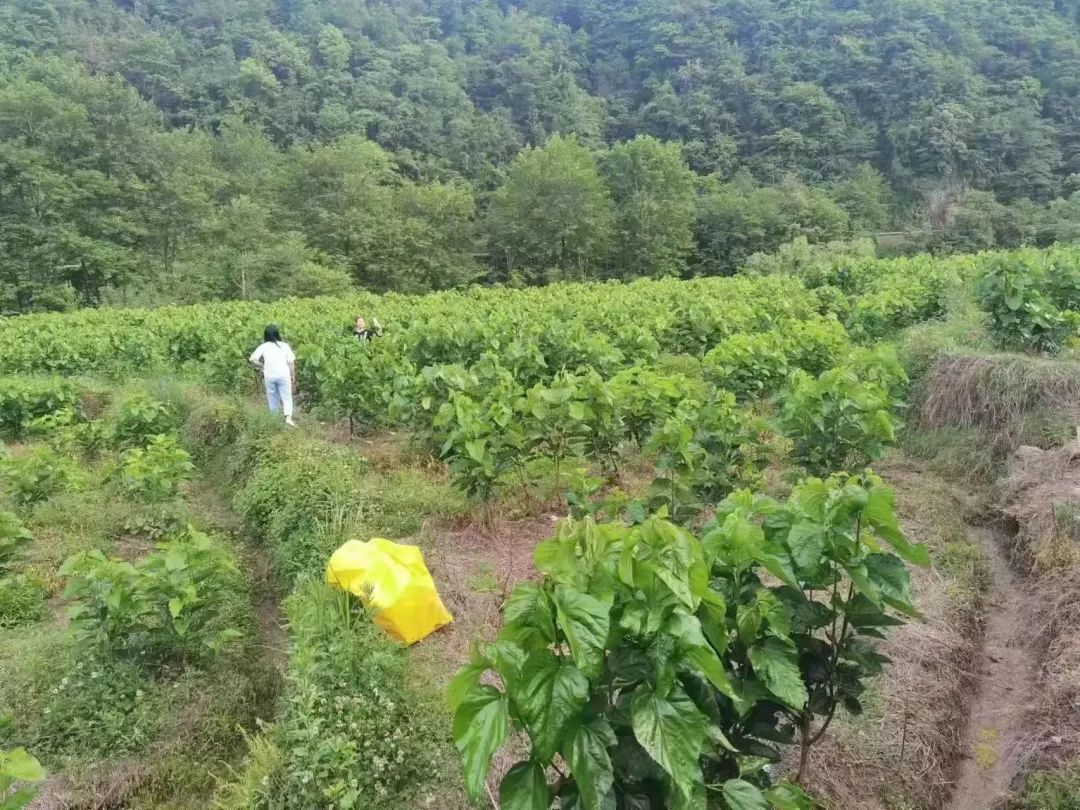 种植致富歌_种植致富宝典_致富种植视频全集