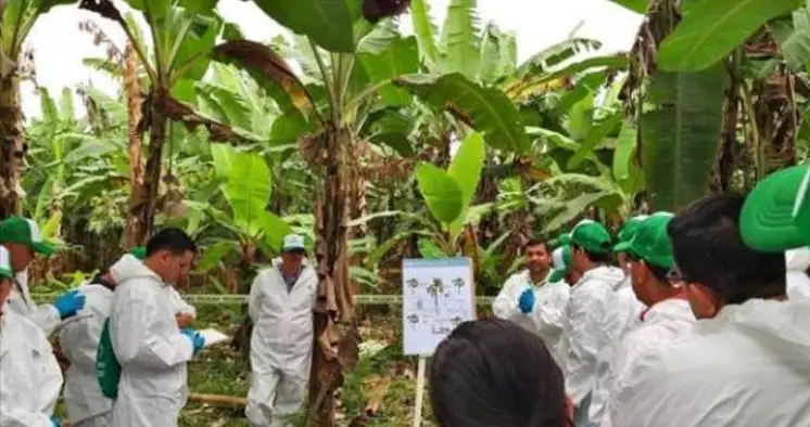 香蕉种子种植方法_香蕉种子种植技术要点_香蕉种子种植技术