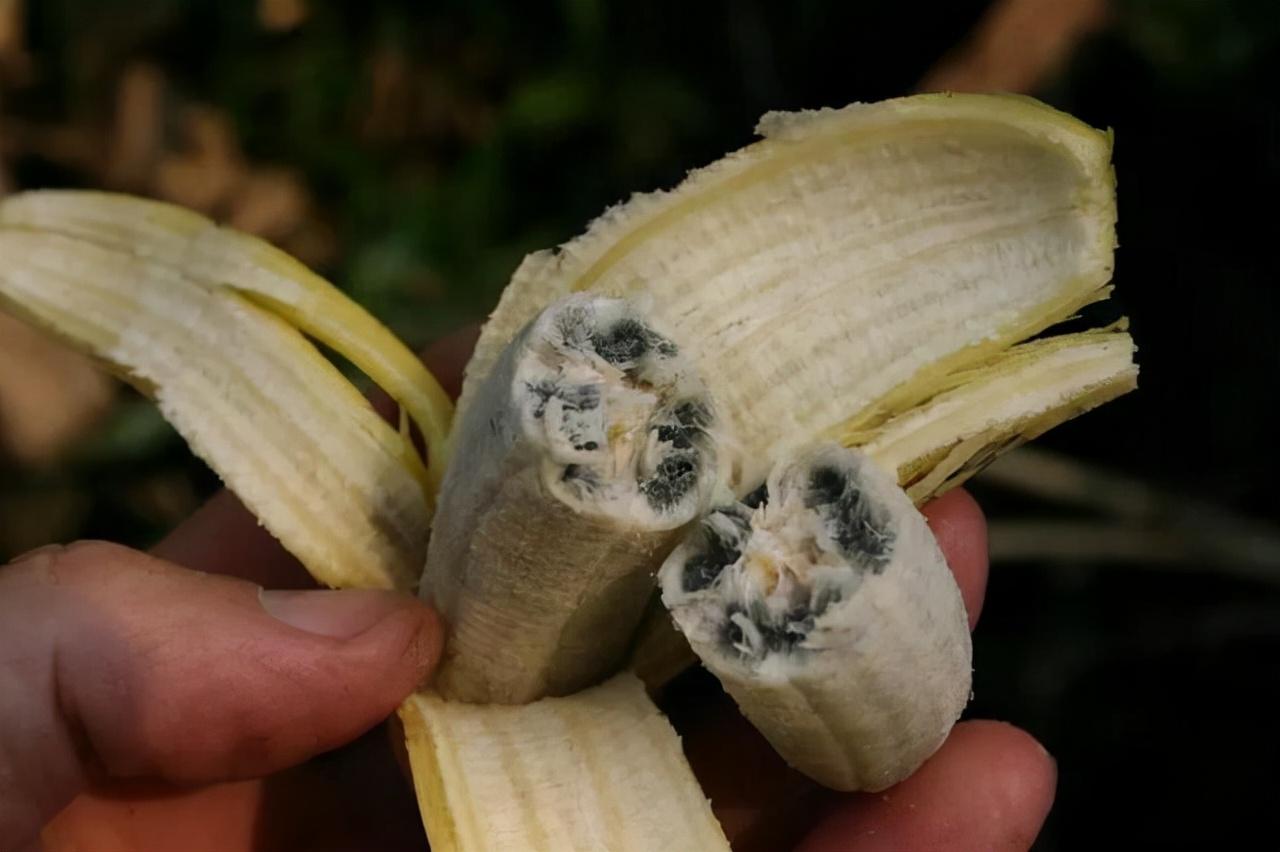 香蕉种子种植技术要点_香蕉种子种植方法_香蕉种子种植技术