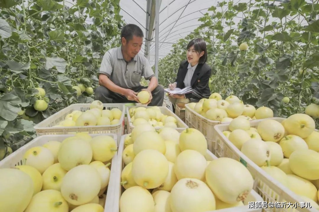 绿农合作社：组团种瓜菜 敲开大市场