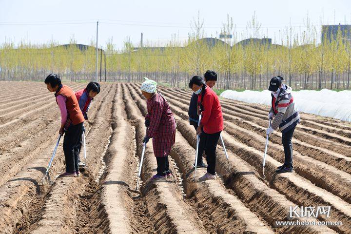 河北行唐：“小生姜”托起致富大产业