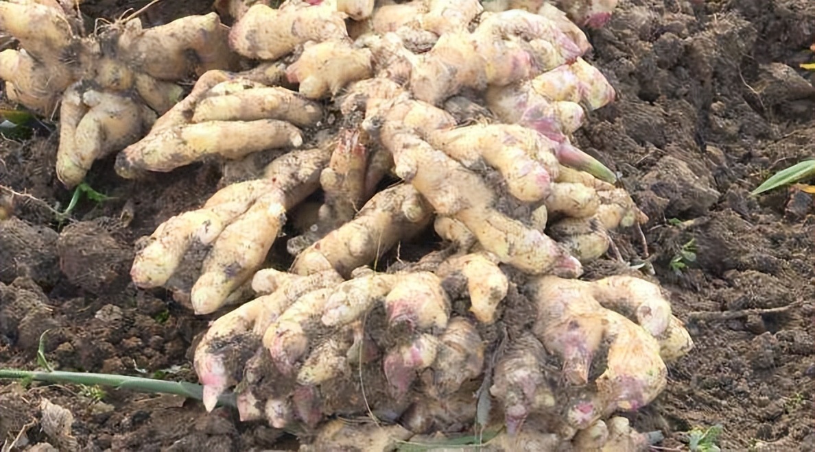 种植姜管理视频_大姜种植管理技术视频_视频种植姜管理技术大全图片