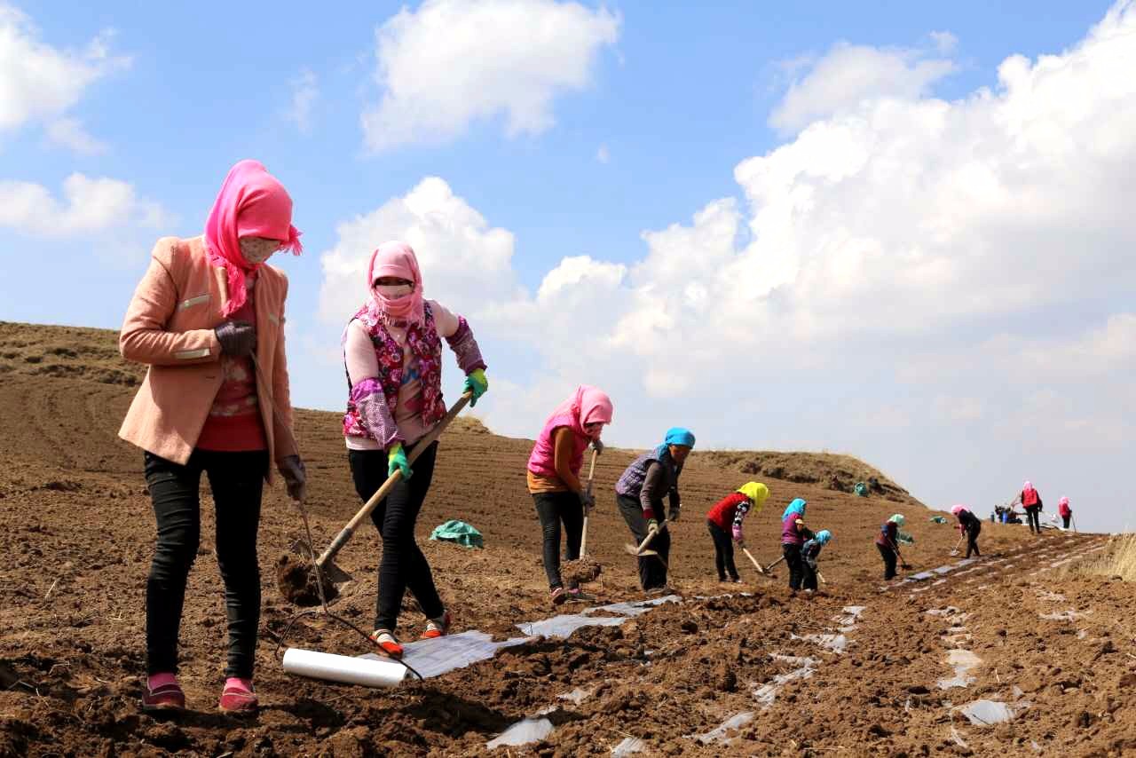 致富经农业种植_致富种植视频全集_农民种植致富网