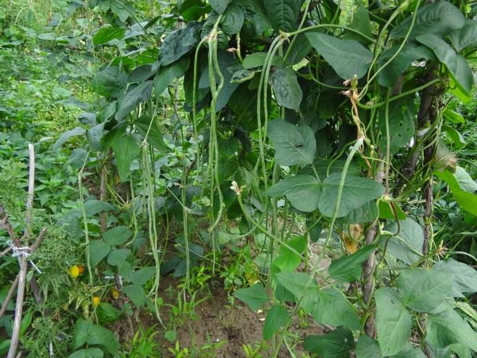 眉豆种植_种植技术眉豆视频教程_眉豆的种植技术