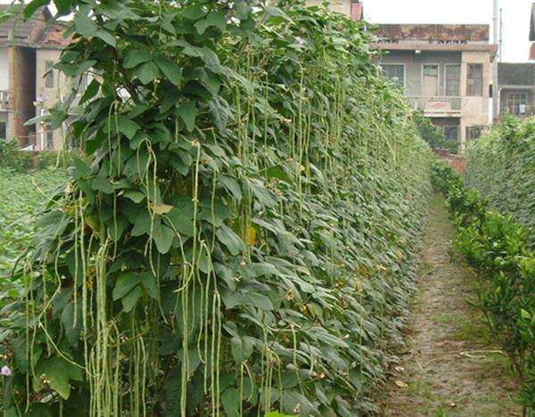 眉豆种植_眉豆的种植技术_种植技术眉豆视频教程