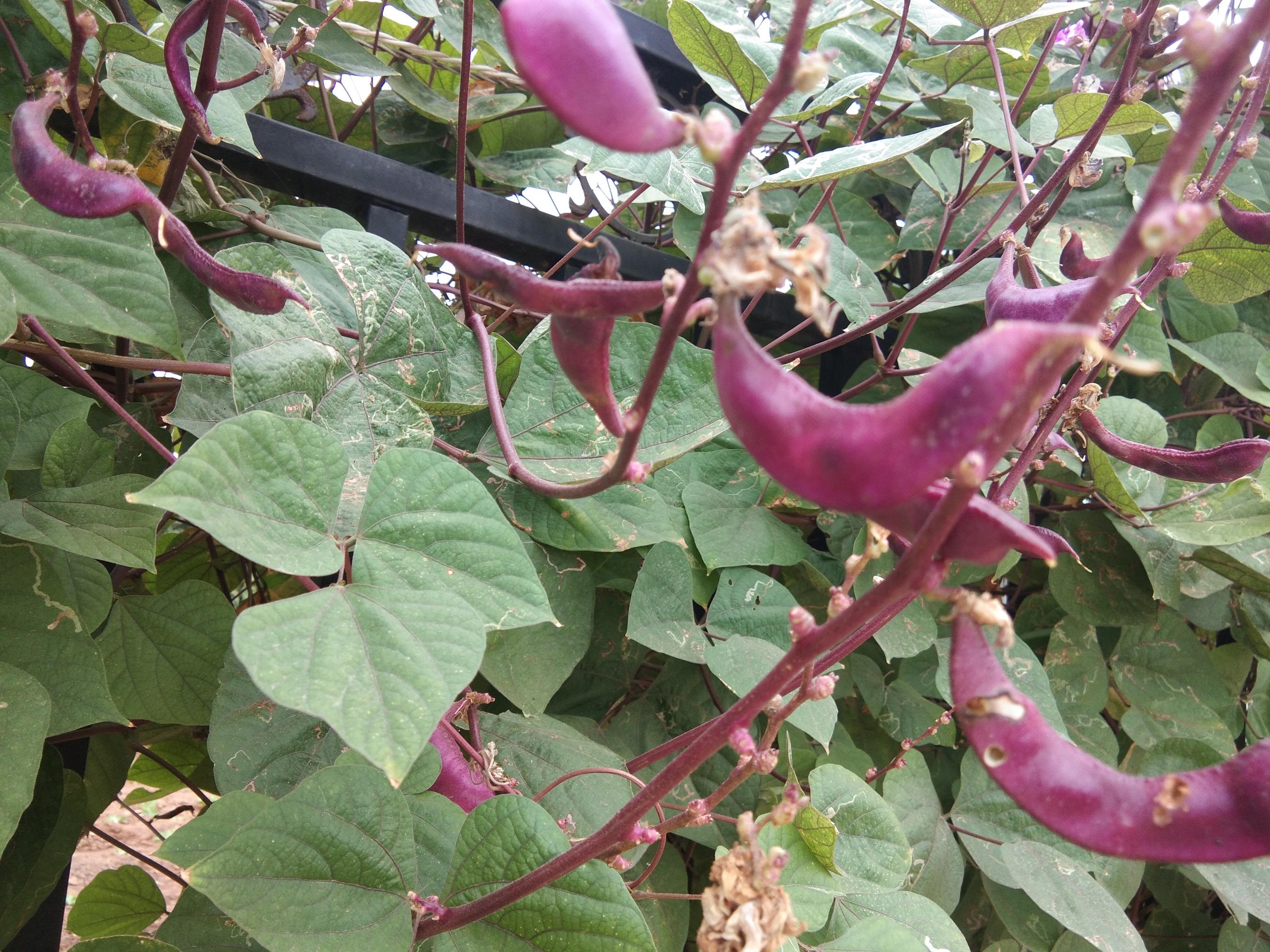 眉豆的种植技术_种植技术眉豆视频教程_眉豆种植