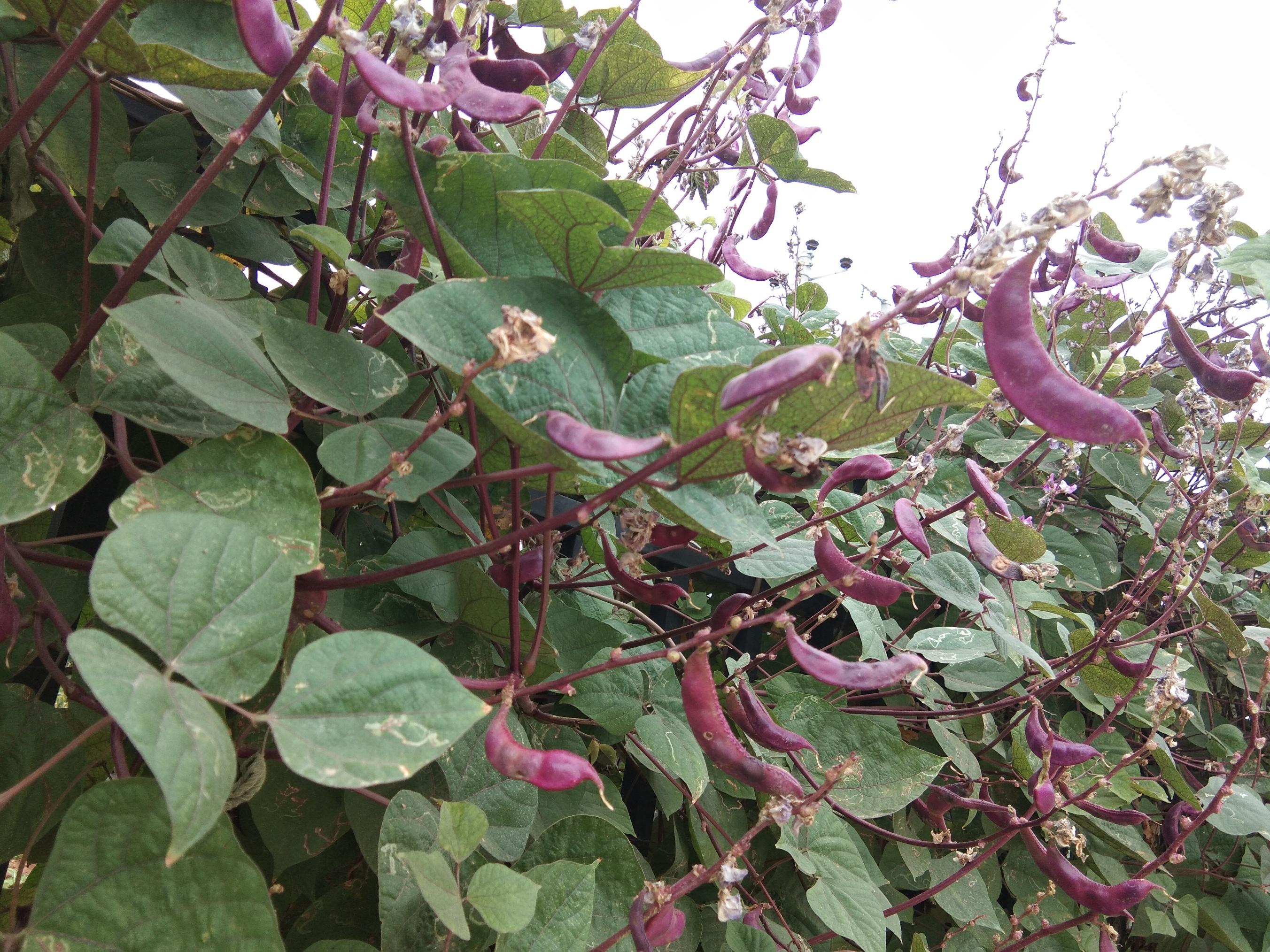 种植技术眉豆视频教程_眉豆种植_眉豆的种植技术