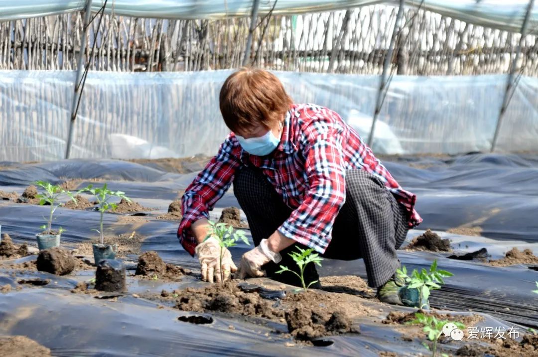 致富种植绿色模式有哪些_种植致富新项目_绿色种植致富模式