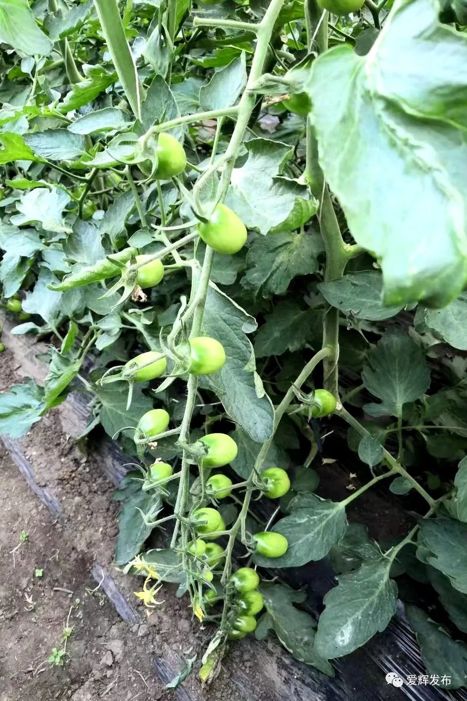 绿色种植致富模式_种植致富新项目_致富种植绿色模式有哪些