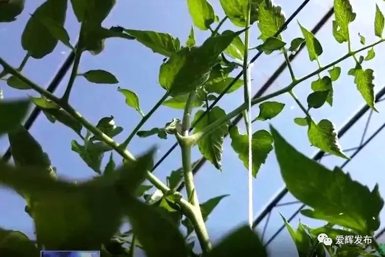 致富种植绿色模式有哪些_种植致富新项目_绿色种植致富模式