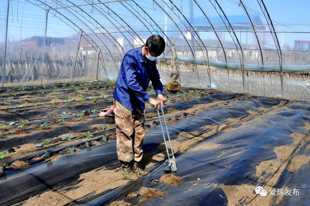 绿色种植致富模式_种植致富新项目_致富种植绿色模式有哪些