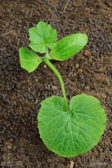 香蕉种子种植技术_香蕉种子怎么育苗_香蕉种子种植技术与管理