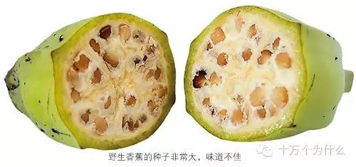 为什么香蕉没有种子