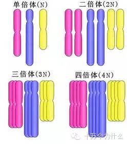 香蕉种子种植技术_香蕉种子种植技术要点_香蕉种子种植技术与管理