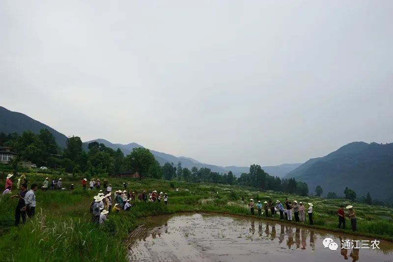 粮食安全！种植绿色有机水稻，促进农民增收致富