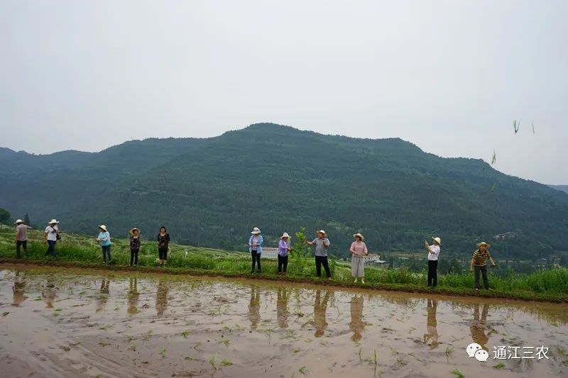 致富种植绿色模式是什么_种植致富新项目_绿色种植致富模式