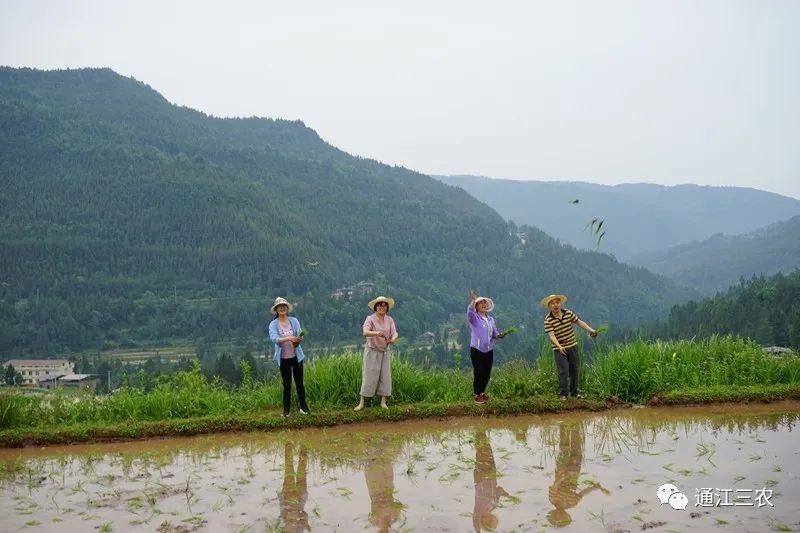 致富种植绿色模式是什么_绿色种植致富模式_种植致富新项目