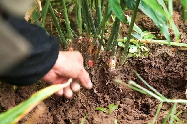 姜种植技术与管理视频_姜的种植技术视频播放_大姜种植管理技术视频